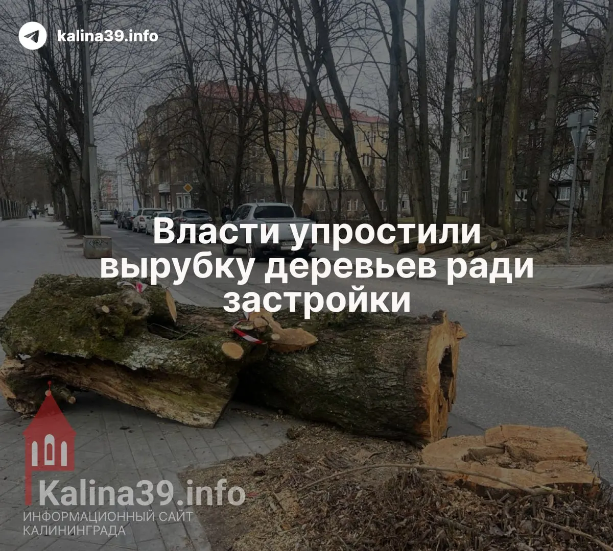 Депутаты приняли поправки в закон об охране зеленых насаждений: компенсационное озеленение теперь можно проводить в любой части муниципалитета, что значительно облегчает массовые вырубки.